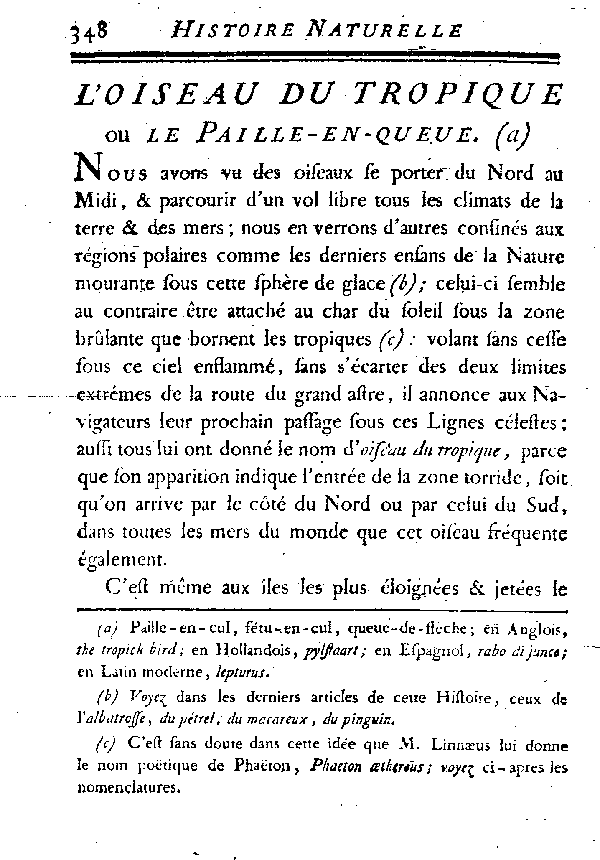 L'OISEAU DU TROPIQUE ou LE PAILLE-EN-QUEUE.