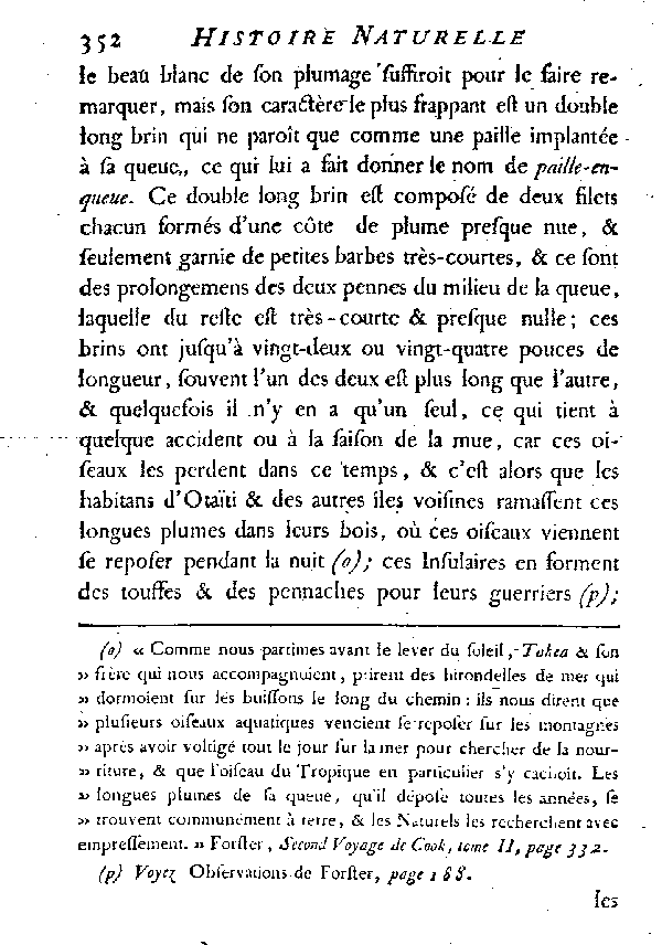 L'OISEAU DU TROPIQUE ou LE PAILLE-EN-QUEUE.