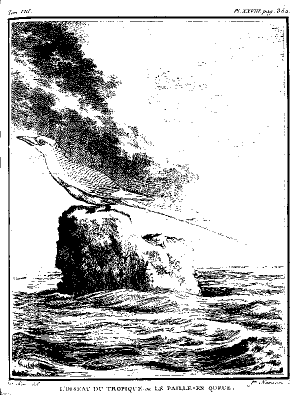 L'OISEAU DU TROPIQUE ou LE PAILLE-EN-QUEUE.