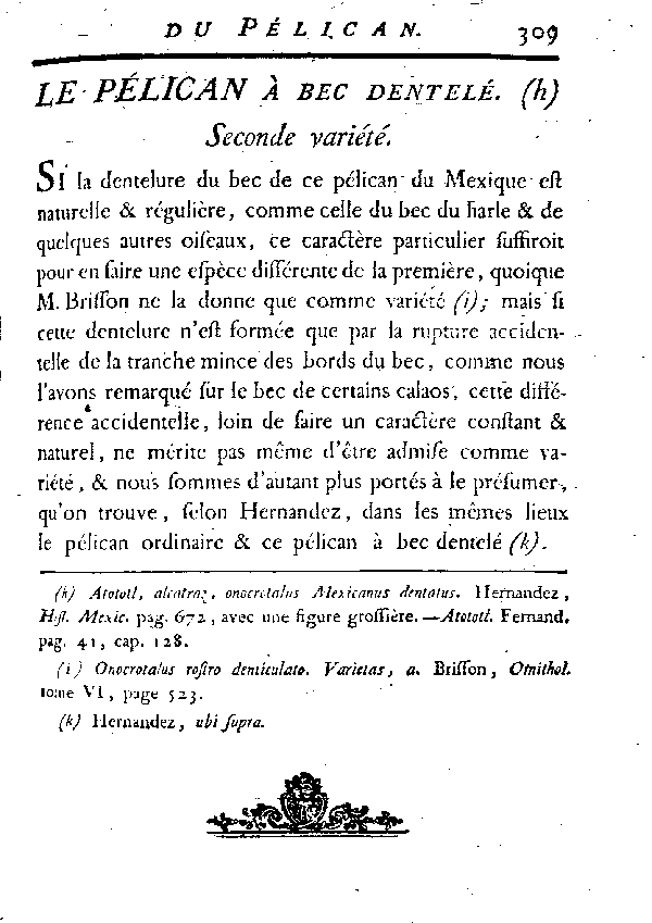 Le Pélican à bec dentelé Seconde variété.