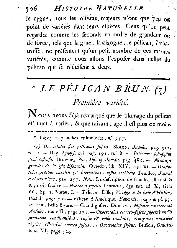 Le Pélican brun. Première variété.