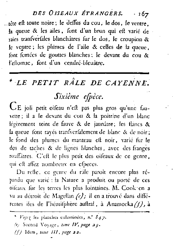 Le petit Râle de Cayenne.