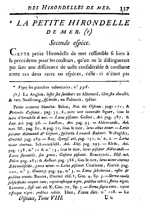 La petite Hirondelle de mer.