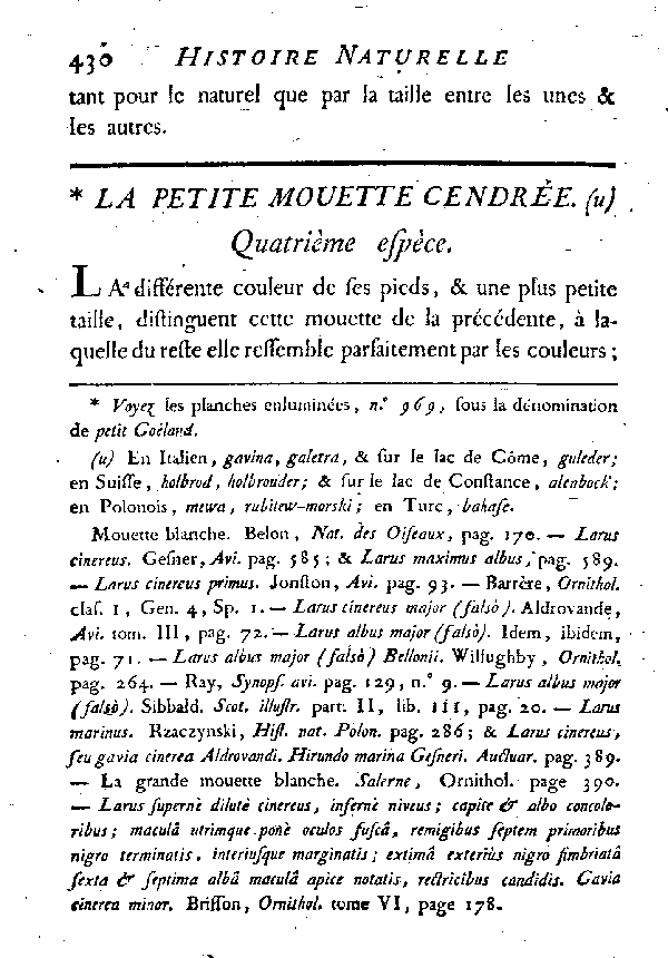 La petite Mouette cendrée.