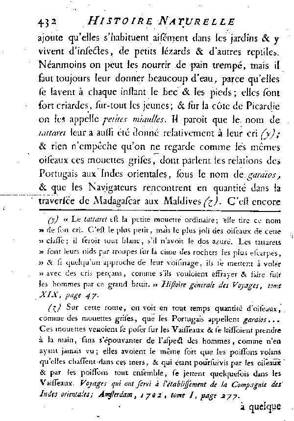 La petite Mouette cendrée.