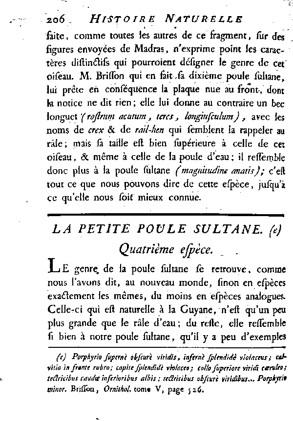 La petite Poule Sultane.