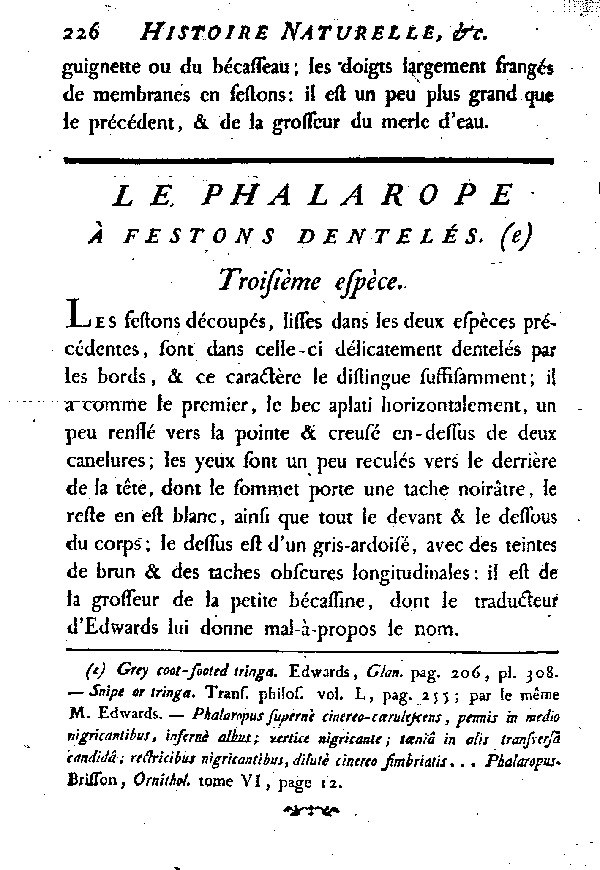 Le Phalarope à festons dentelés.