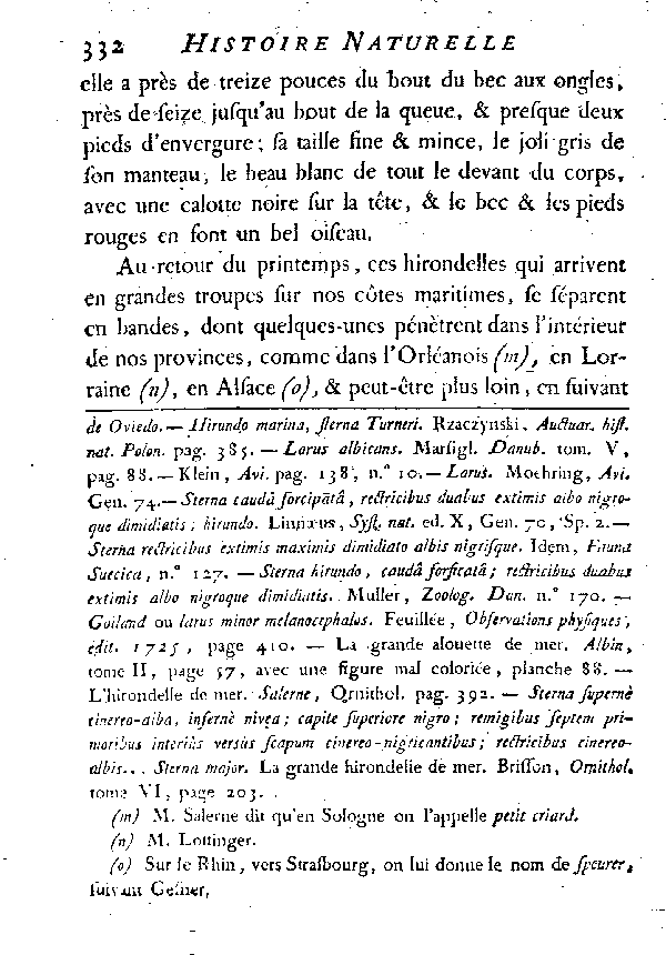 Le Pierre-garin ou la grande Hirondelle de mer de nos côtes.