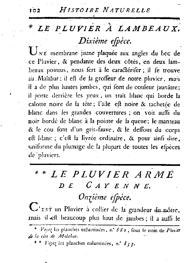 Le Pluvier armé de Cayenne.