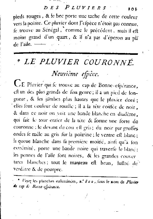 Le Pluvier couronné.