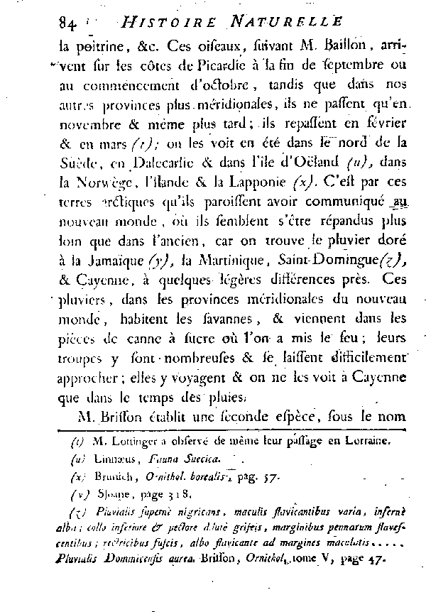 Le Pluvier doré.