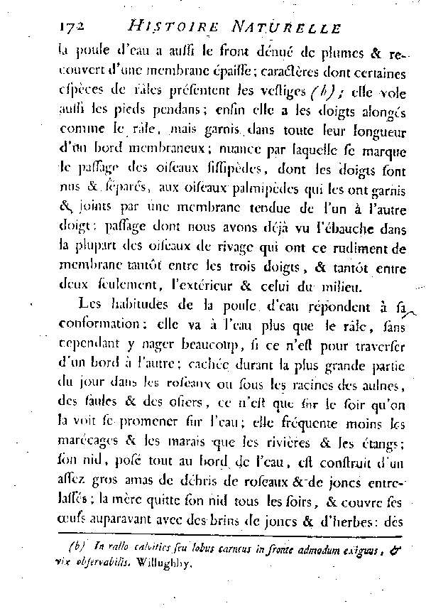 LA POULE D'EAU.