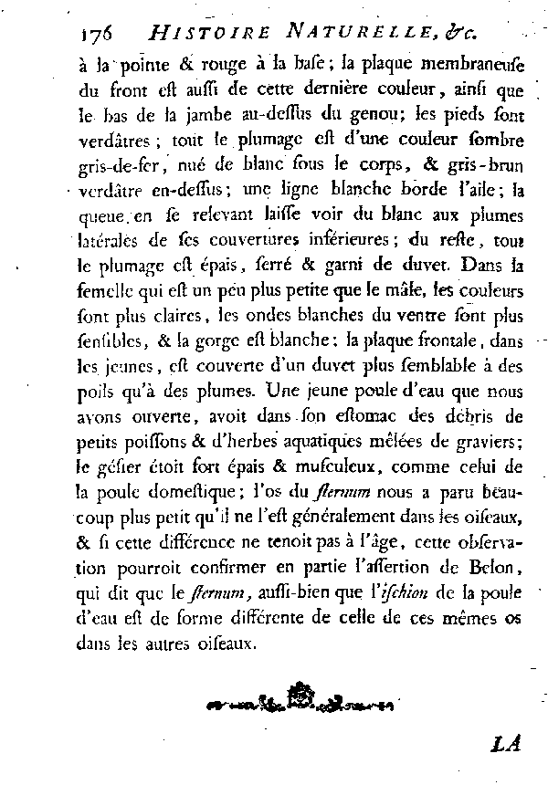 LA POULE D'EAU.