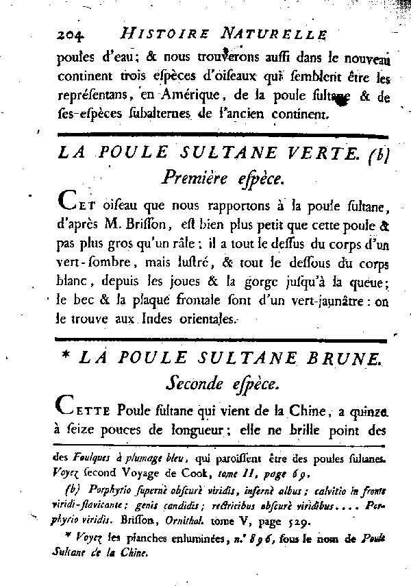 La Poule Sultane brune.