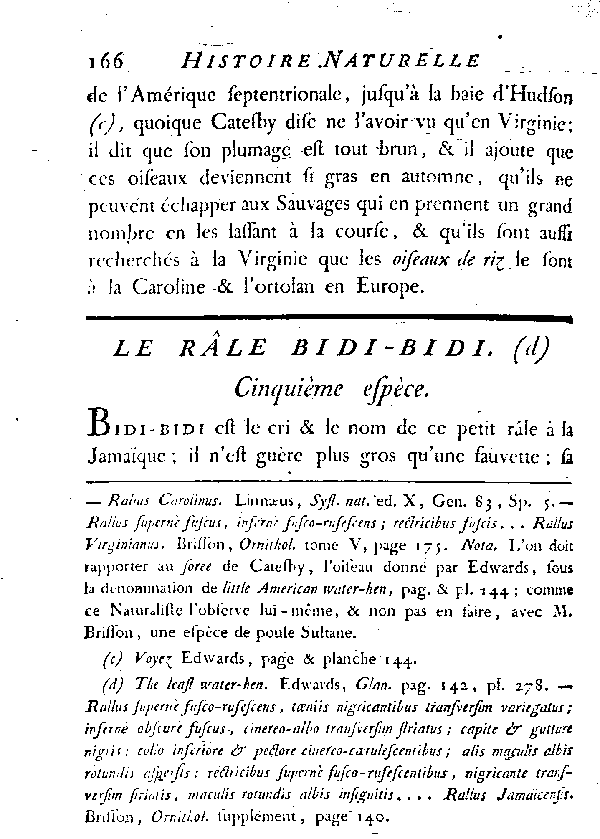 Le Râle bidi-bidi.