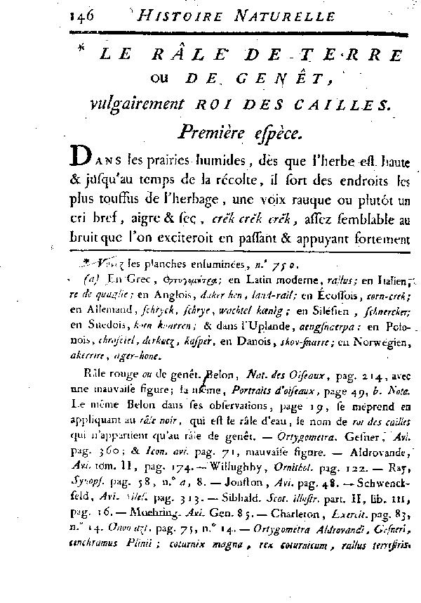 Le Râle de terre ou de genêt, vulgairement Roi des cailles.