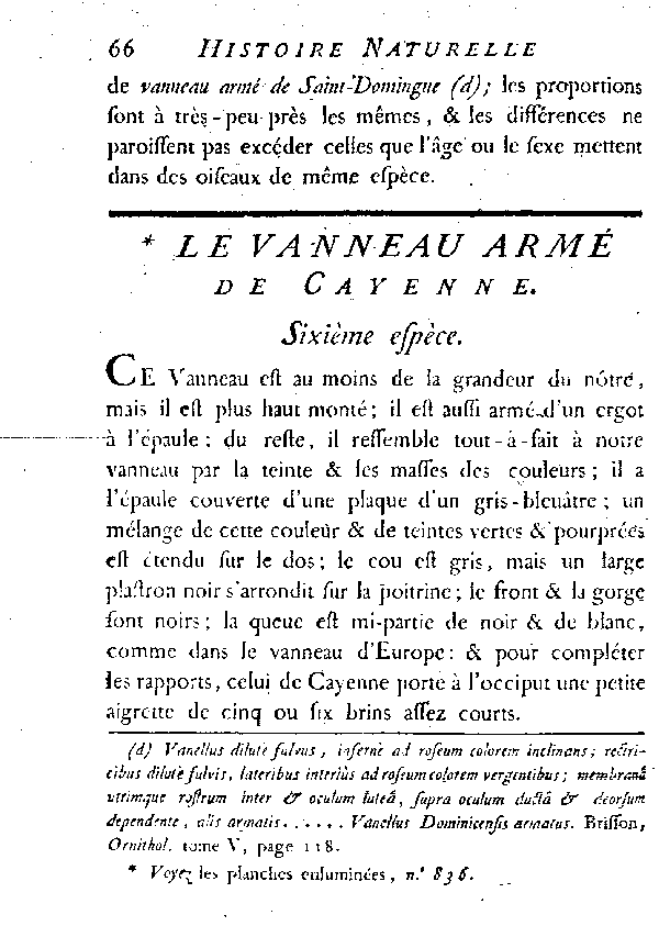 Le Vanneau armé de Cayenne.