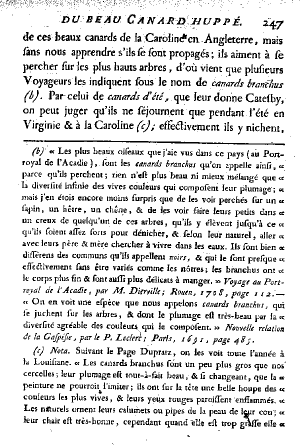 LE BEAU CANARD huppé.