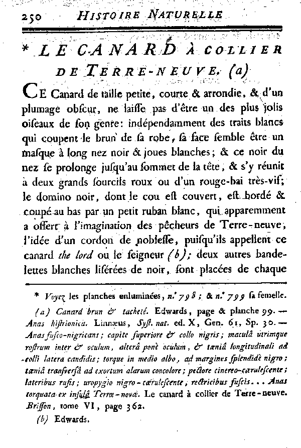 LE CANARD à collier de Terre-neuve.