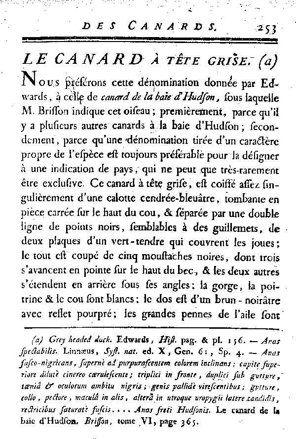 LE CANARD à tête grise.