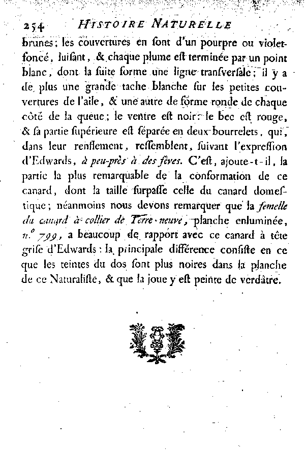 LE CANARD à tête grise.