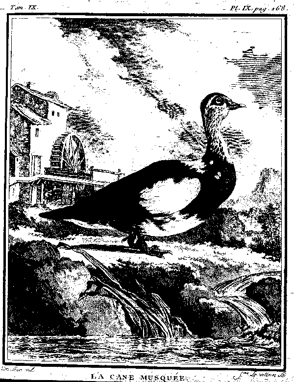 LE CANARD MUSQUé.