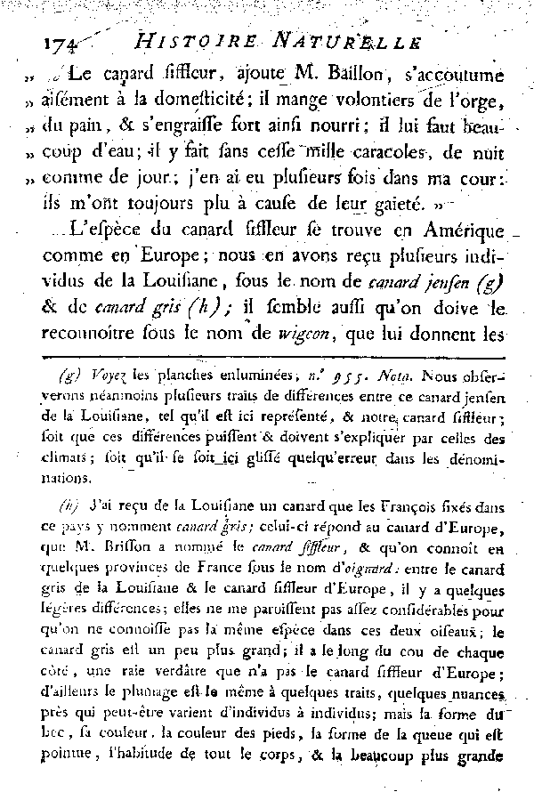 LE CANARD SIFFLEUR et LE VINCEON ou GINGEON.