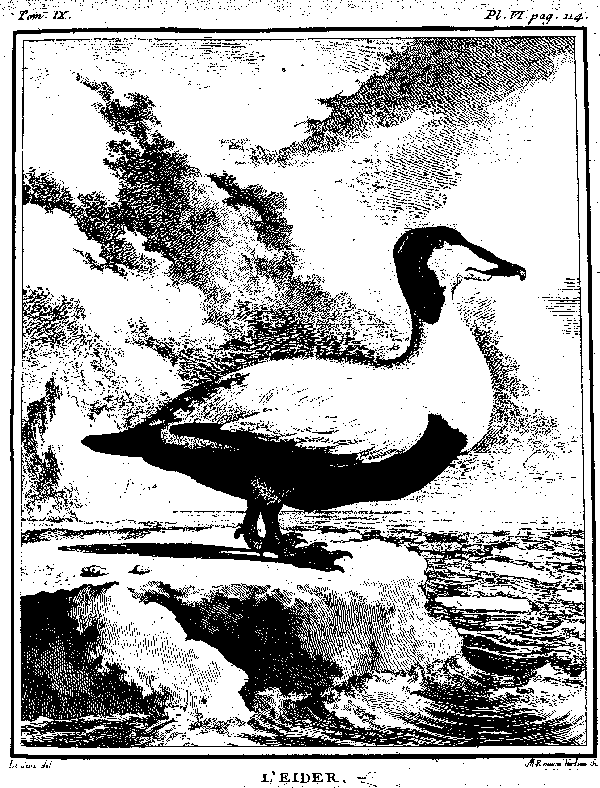 L'EIDER.