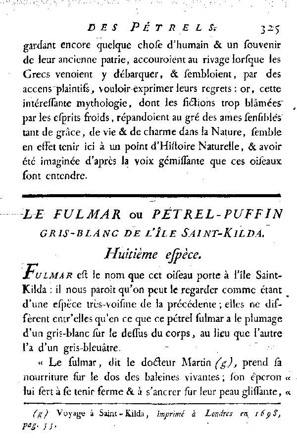 Le Fulmar ou Pétrel - puffin gris - blanc de l'île Saint-Kilda.