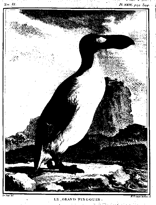 Le grand Pingouin.