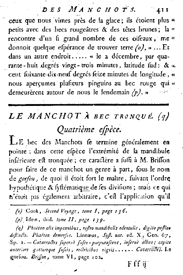 Le Manchot à bec tronqué.