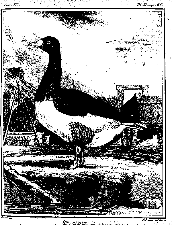 L'OIE.