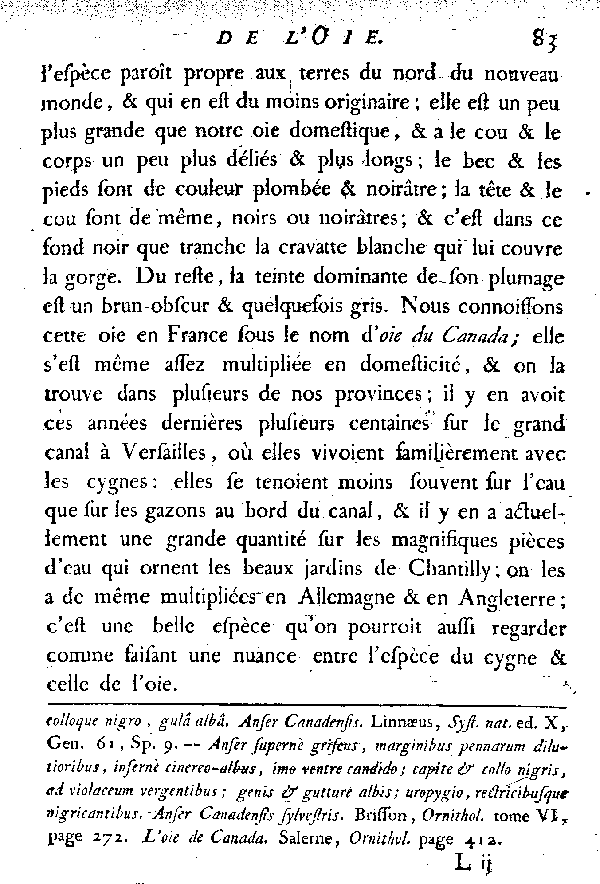 L'Oie à cravatte.