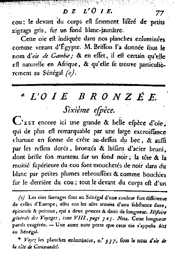 L'Oie bronzée.