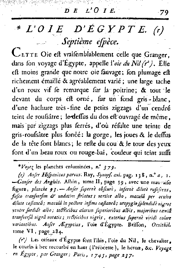 L'Oie d'égypte.