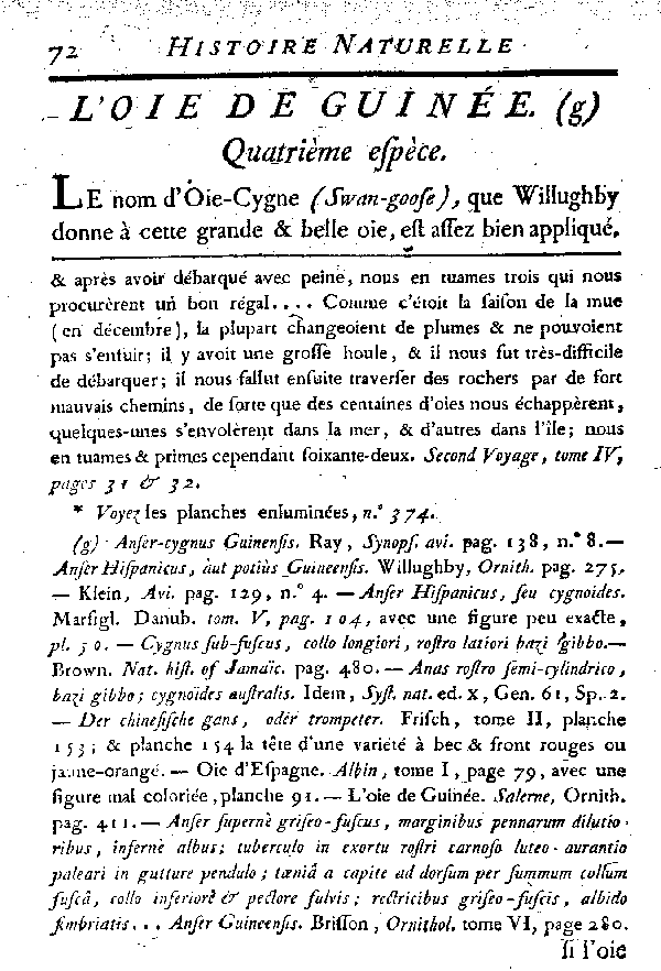 L'Oie de Guinée.