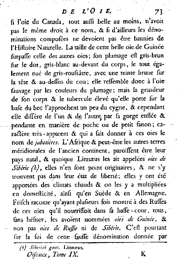 L'Oie de Guinée.