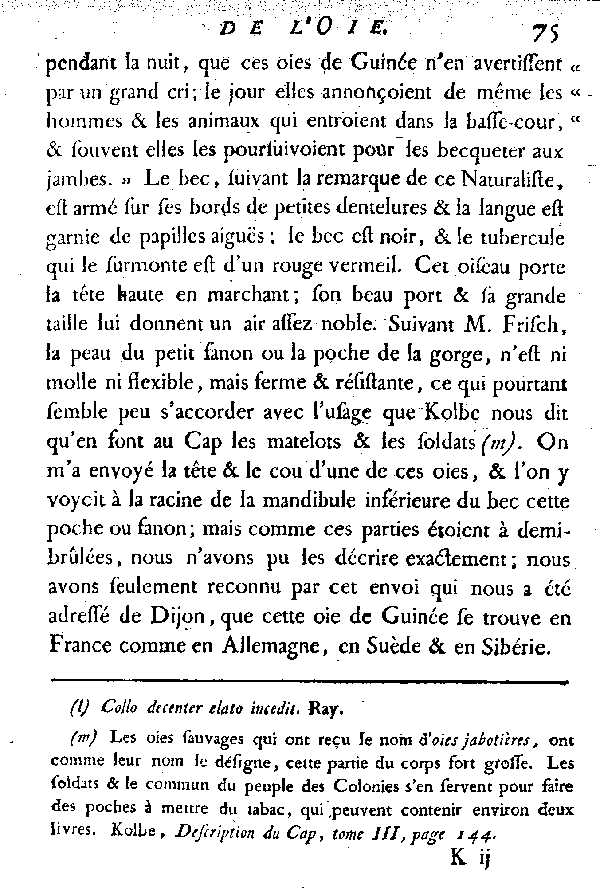 L'Oie de Guinée.