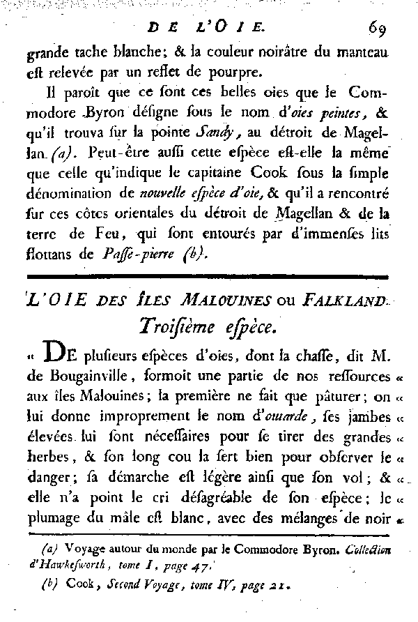 L'Oie des îles Malouines ou Falkland.