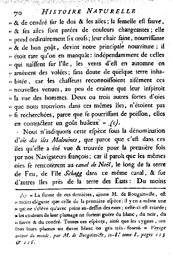 L'Oie des îles Malouines ou Falkland.