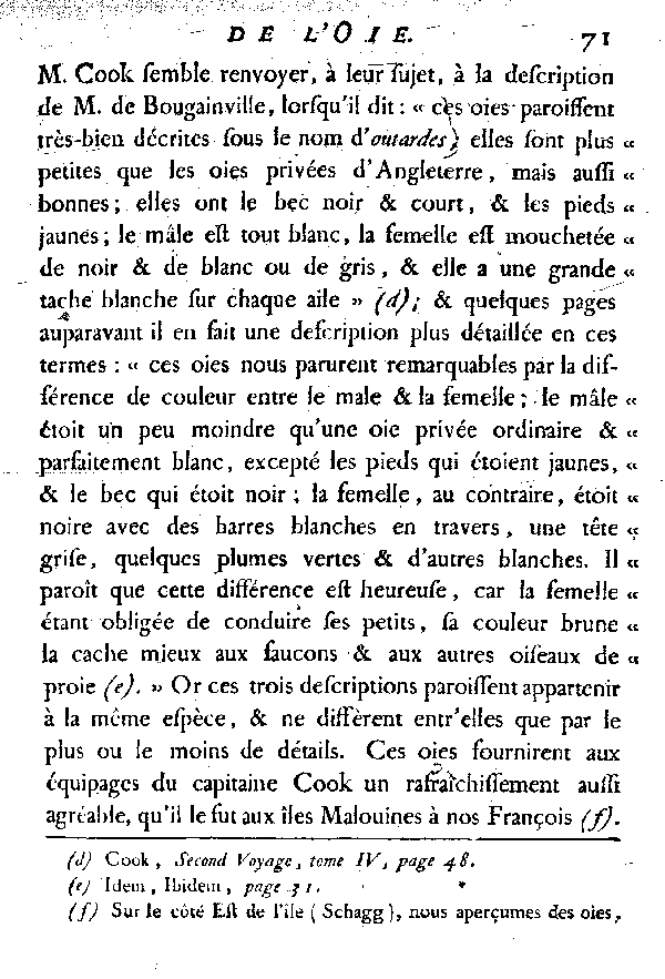 L'Oie des îles Malouines ou Falkland.