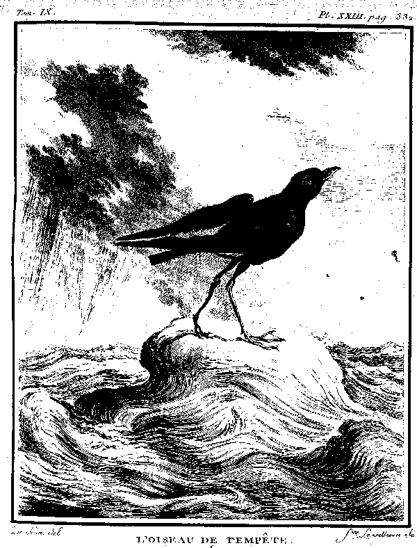 L'Oiseau de tempête.