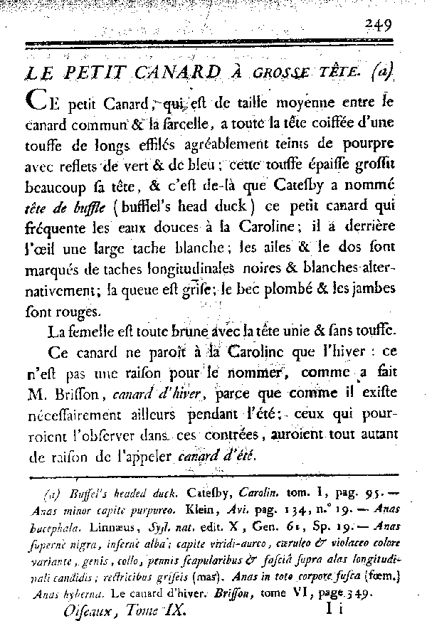 LE PETIT CANARD à grosse tête.