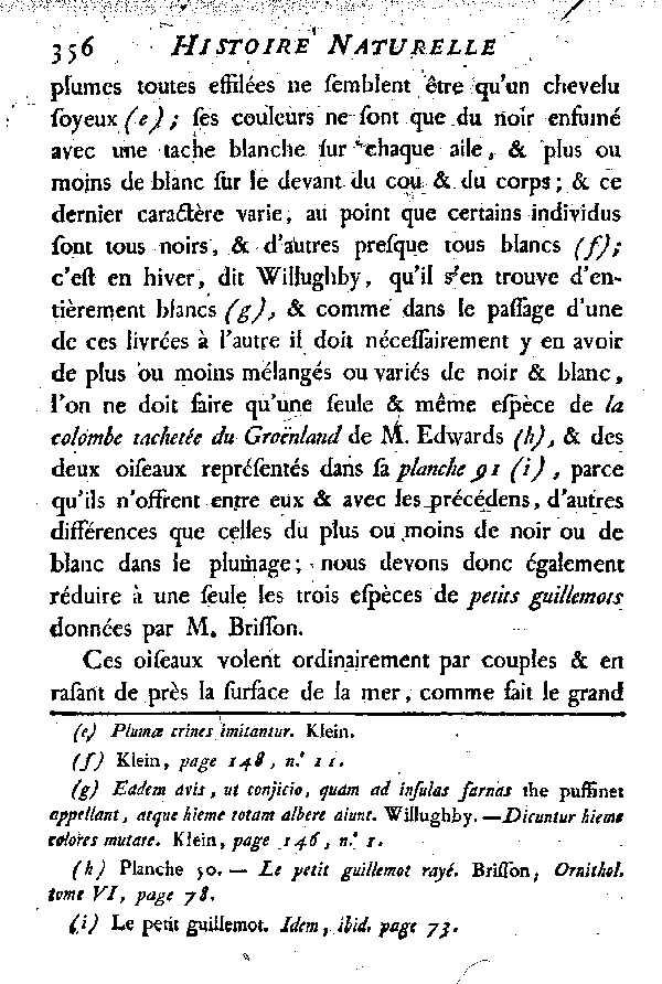 LE PETIT GUILLEMOT, improprement nommé Colombe de Groënland.