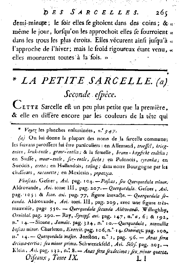 La petite Sarcelle.