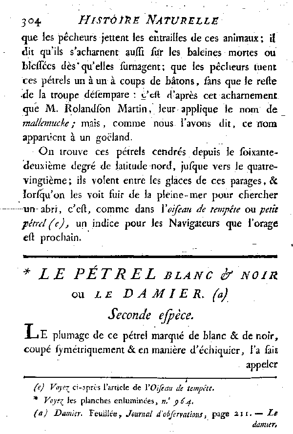 Le Pétrel blanc et noir ou le Damier.