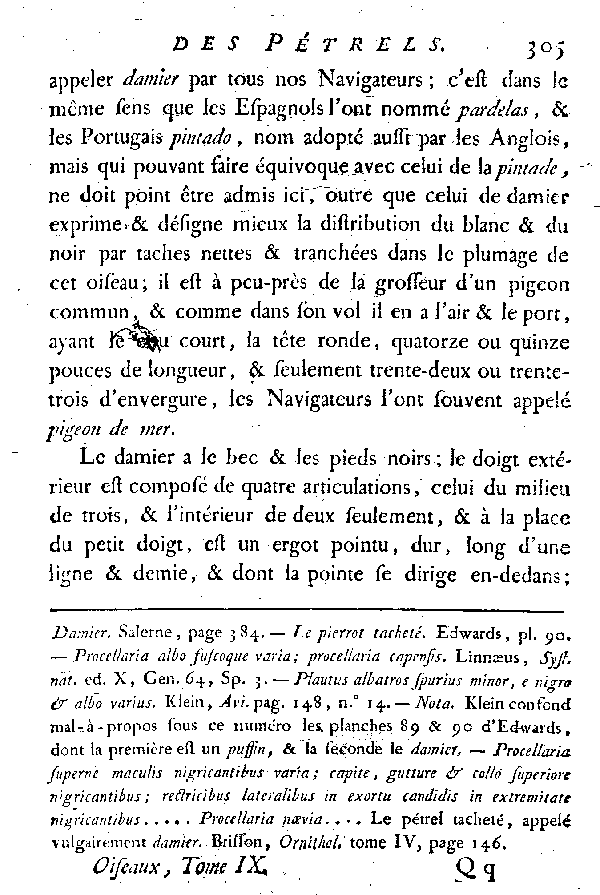 Le Pétrel blanc et noir ou le Damier.