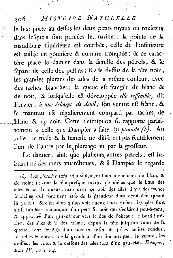 Le Pétrel blanc et noir ou le Damier.