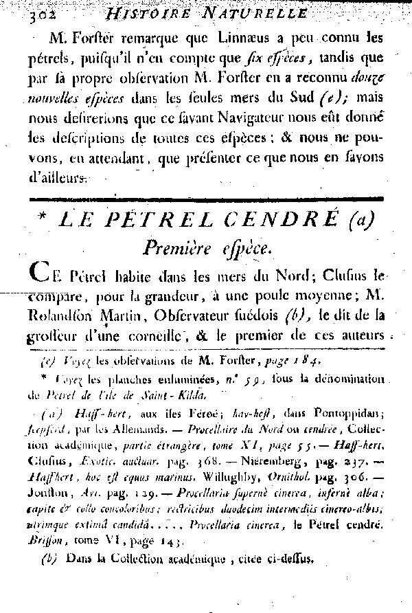 Le Pétrel cendré.