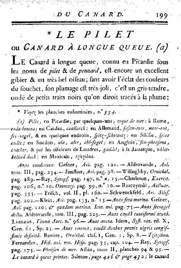 LE PILET ou CANARD à longue queue.